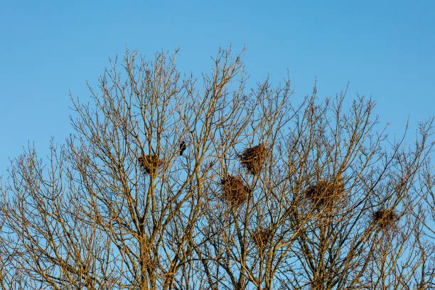 Looking up at Birds Nests Visible in Bare Trees, with a Blue Sky behind