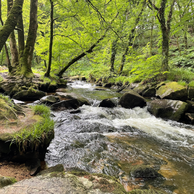 Golitha Falls